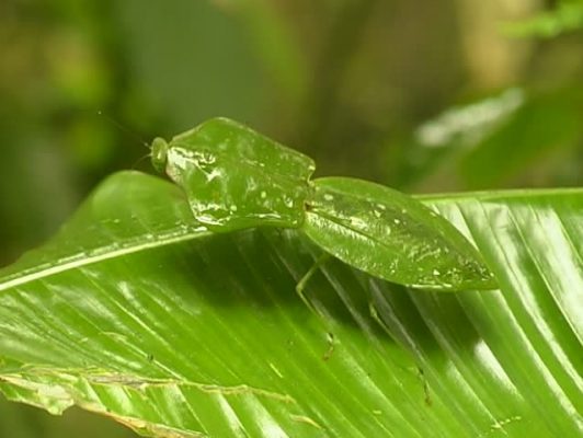 leaf-mantis-picture