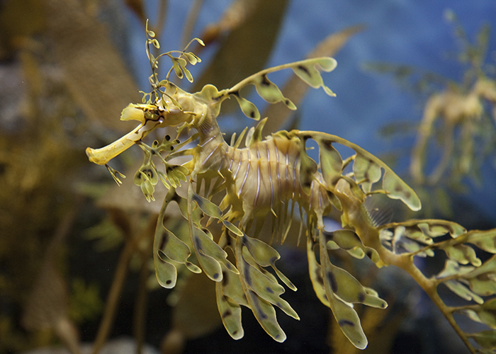 5 Cool Facts About Leafy Sea Dragons Spokane County Library District