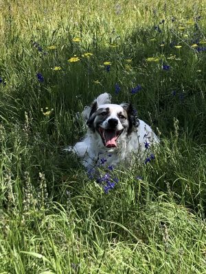 Falcor in flowers