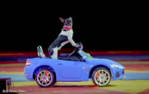 Wesley Williams’ Puppy Pals Comedy Dog Show: Dog driving a car