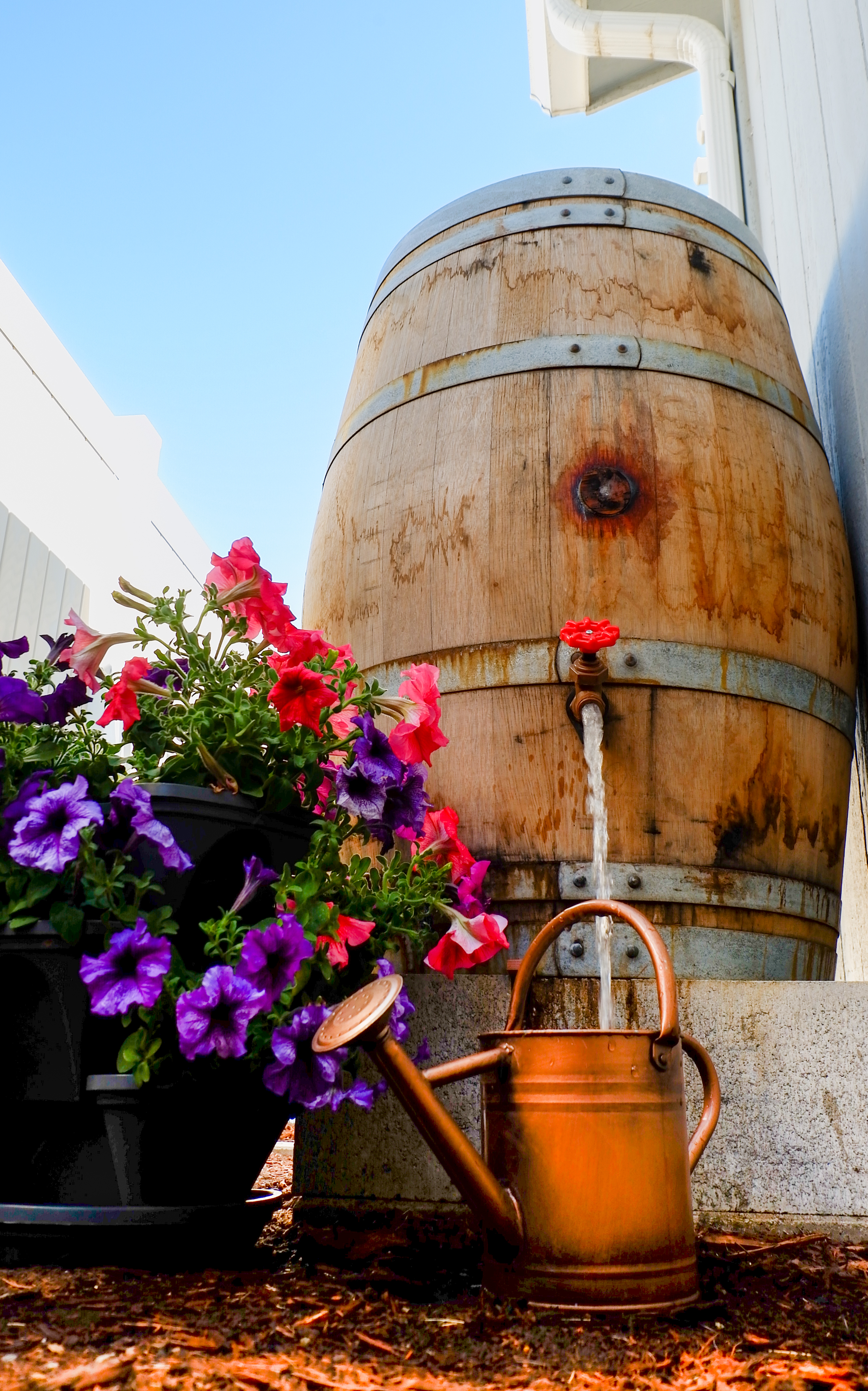 Rain barrel with a water spigot filling up a watering can