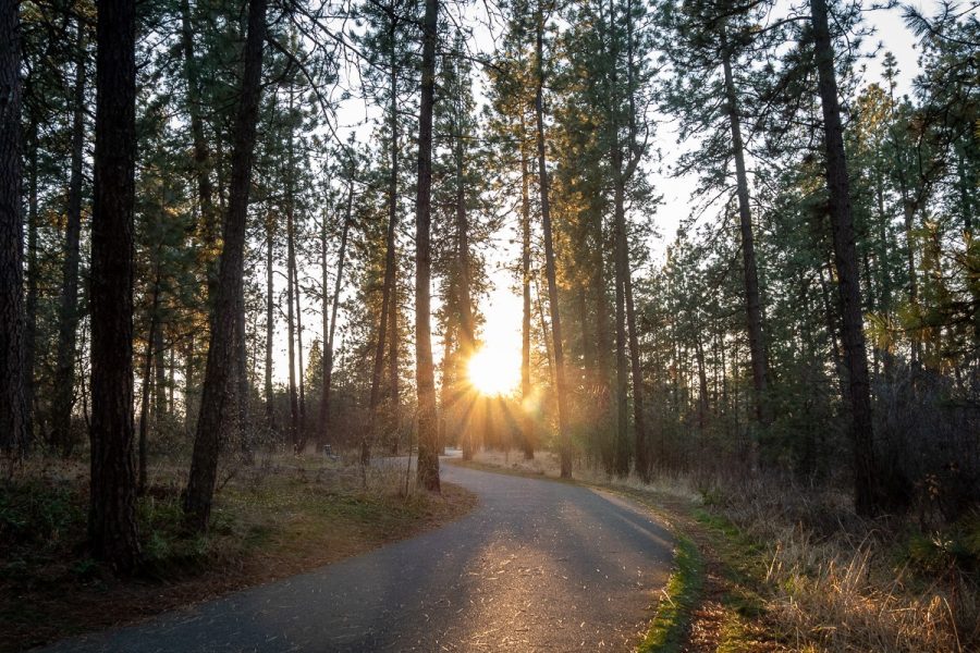 Centennial Trail: Sun setting between the trees. Photo by Jane Baker