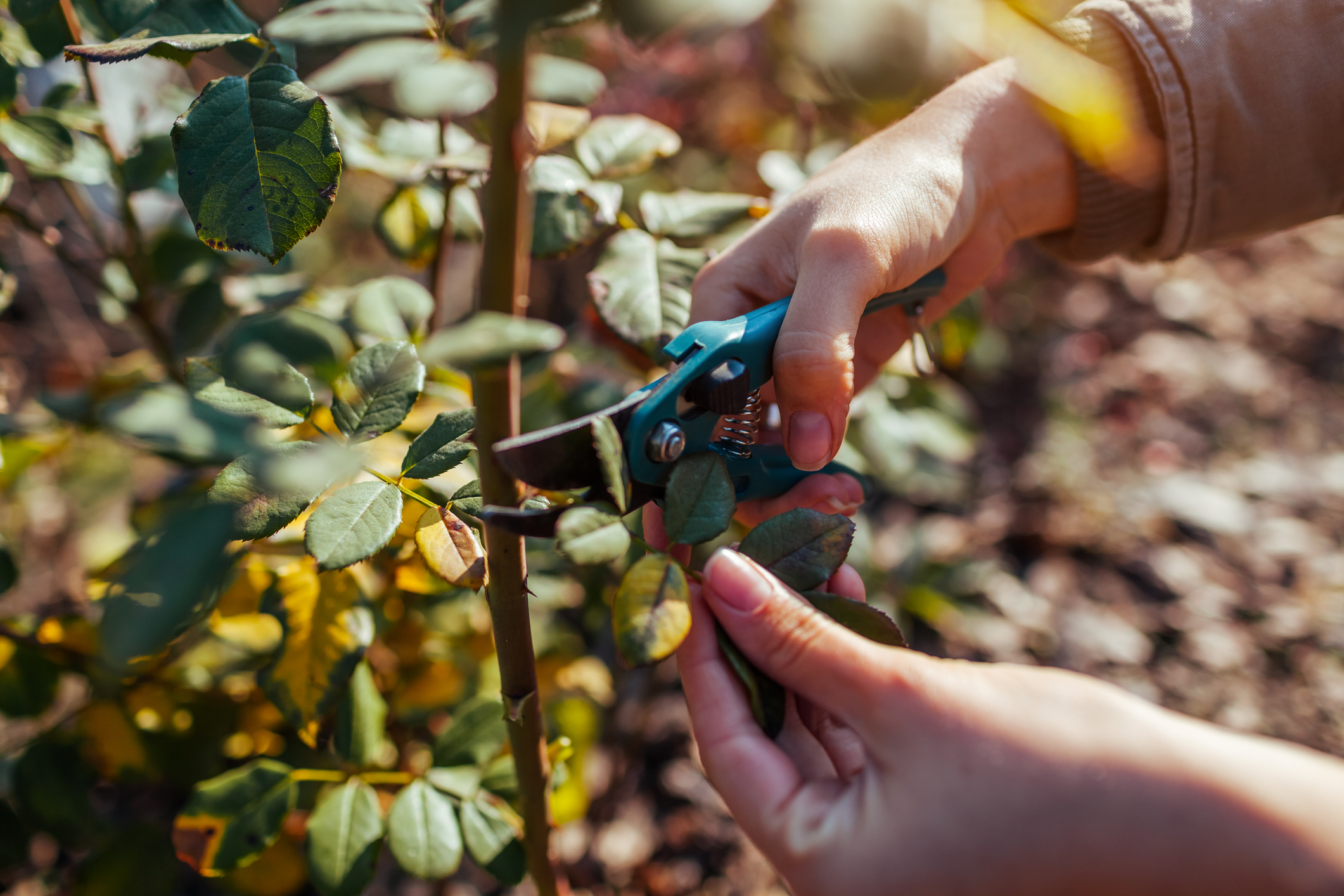 Gardener cuts rose leaves off with pruner to prepare bush for winter. Work in autumn garden. Taking care of plants