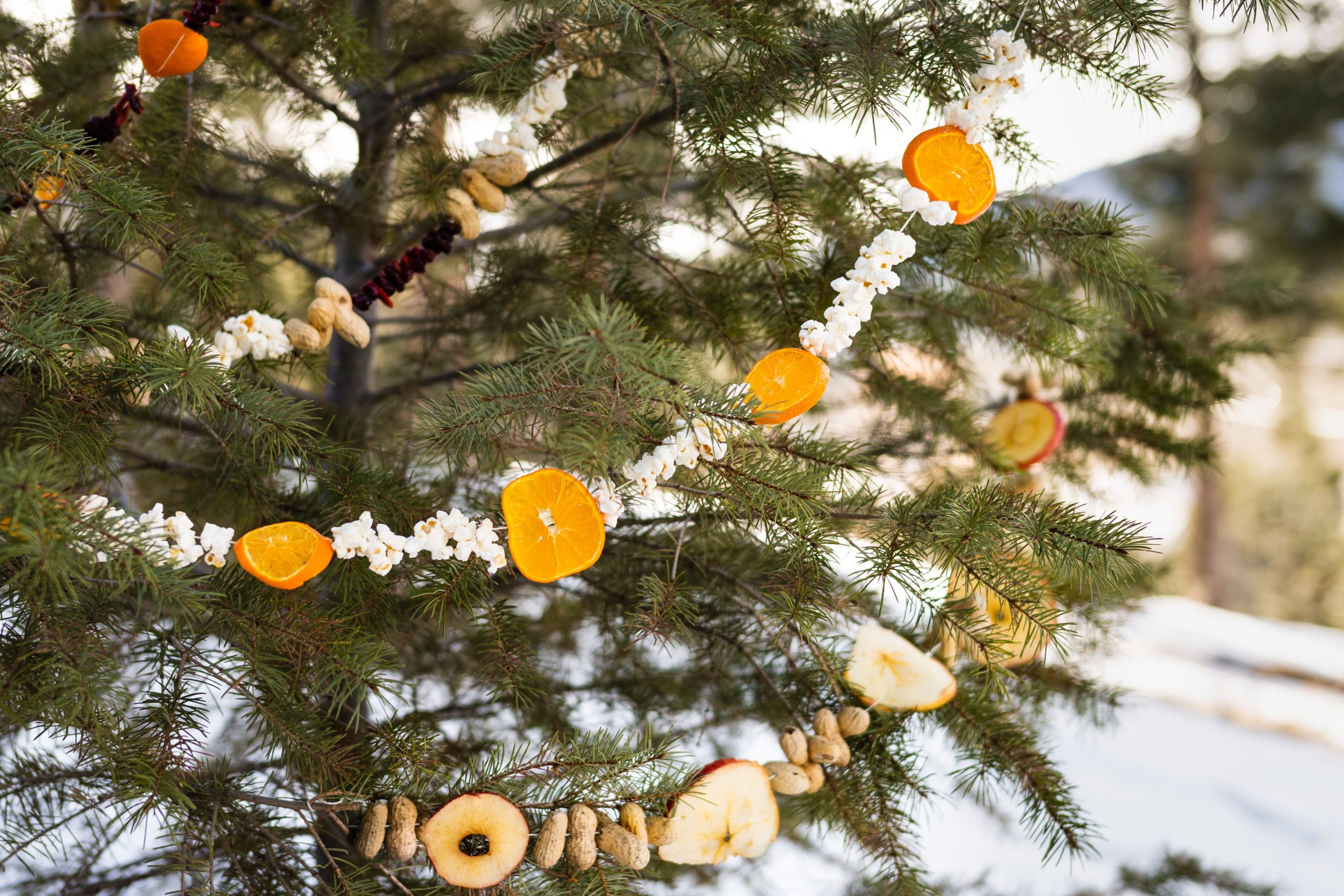 A bird feeder garland made with fruit and nuts and hung on an evergreen tree