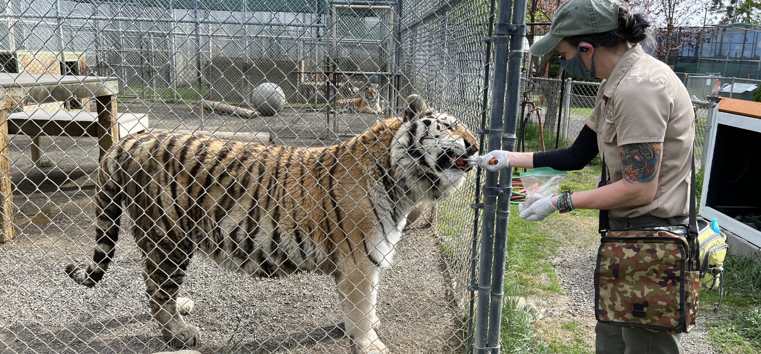 Cat Tales Wildlife Center Photo of tiger getting fed